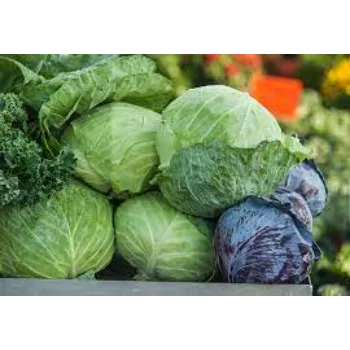 Cabbage (21)-2921110-93800.webp